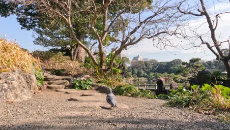 a pigeon walks across a scenic park path.