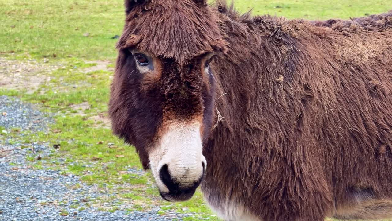 Close-up of a donkey standing in grass and staring calmly at camera
