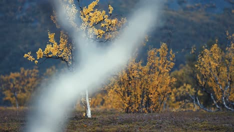 brightly colored birch trees in the gloomy tundra landscape