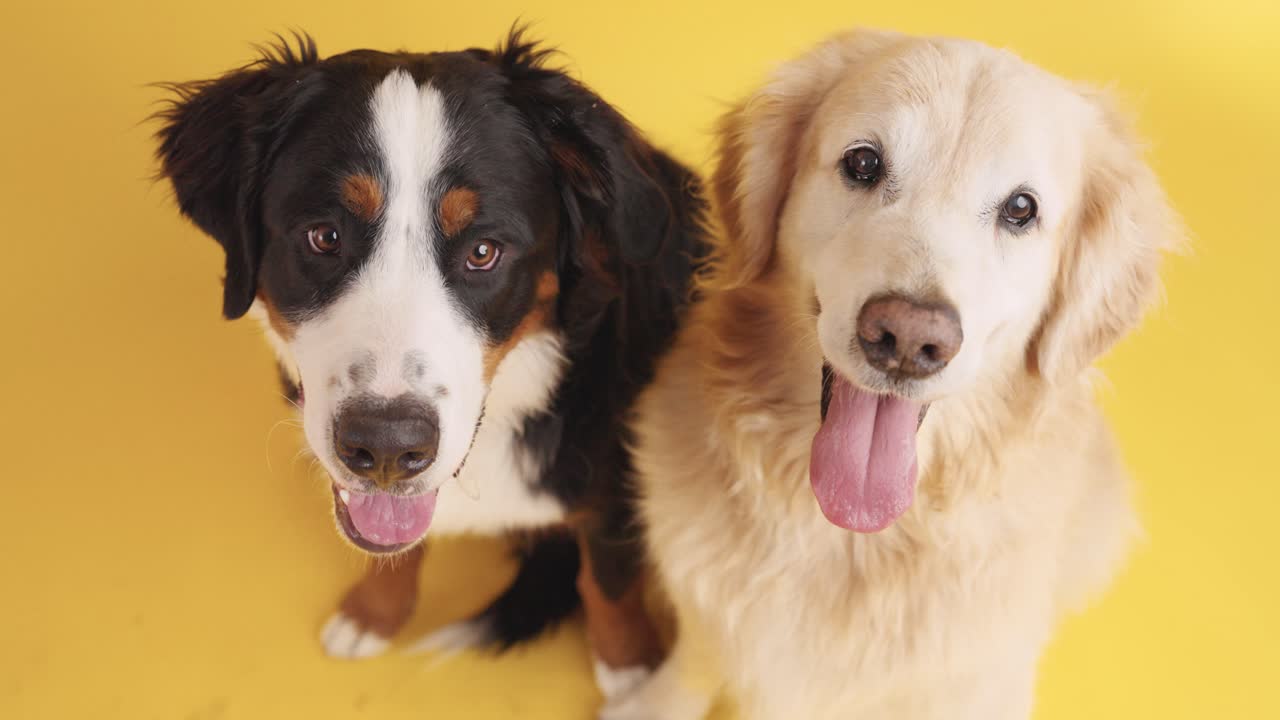 Two Dogs on Yellow Background