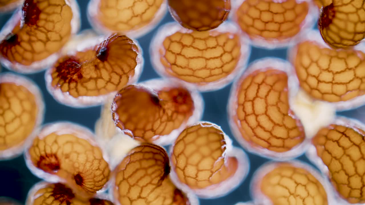 Poppy seeds under microscope dark field view