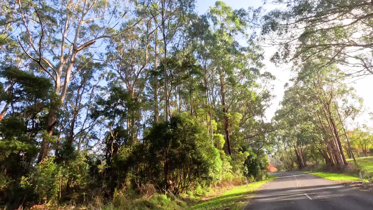 울창한 숲 풍경을 가로질러 조용한 운전