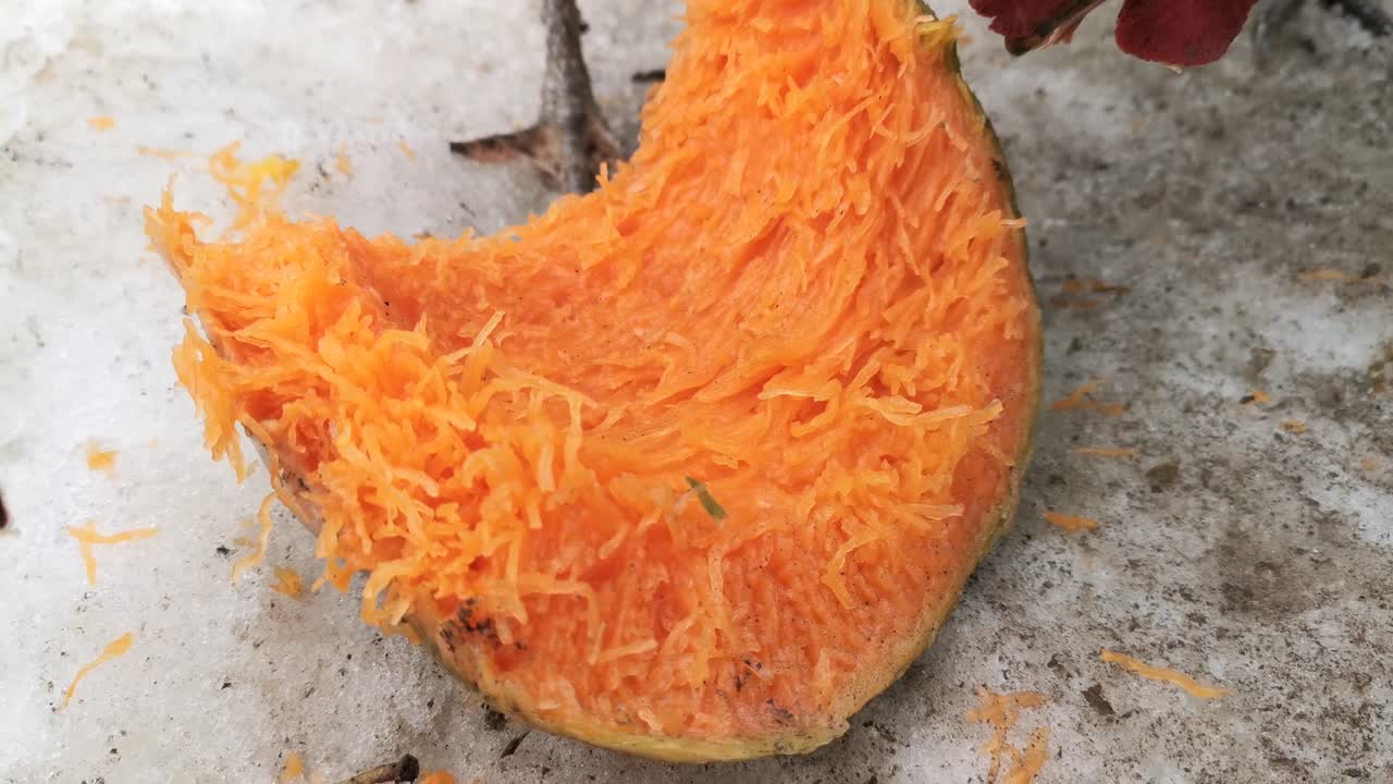 치킨 먹는 호박