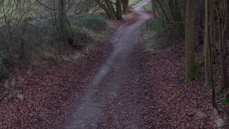 narrow trail winds through ancient ashridge woodland in hertfordshire, uk, aerial view