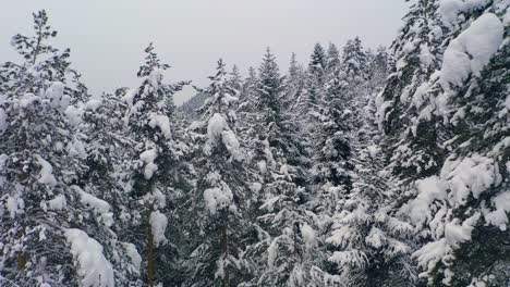 beautiful snow scene forest in winter. flying over of pine trees covered with snow.