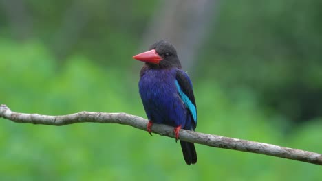 front view of a beautiful javan kingfisher perched on a tree branch