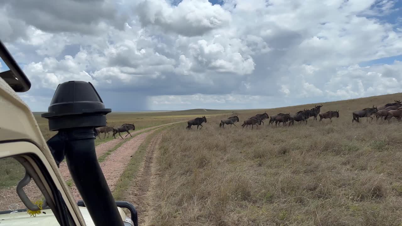 탄자니아의 세렌게티 국립공원 (serengeti national park) 에서 큰 이동 기간 동안 푸른  (conochaetes taurus) 의 무리가 길을 건너도록 하려는 사파리 차량이 멈습니다.