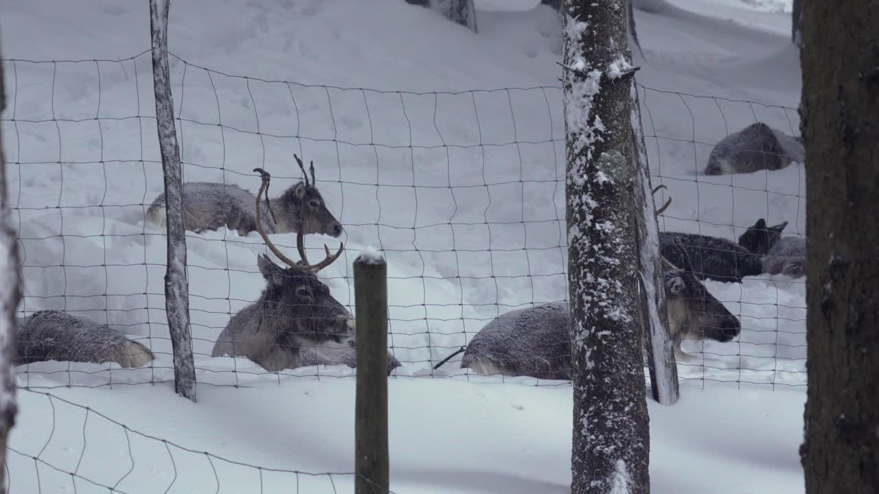 Reindeer herd outdoor behind barriers snowy cold winter environment Lapland, Finland