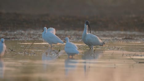 black-headed ibis  in wetland in morning