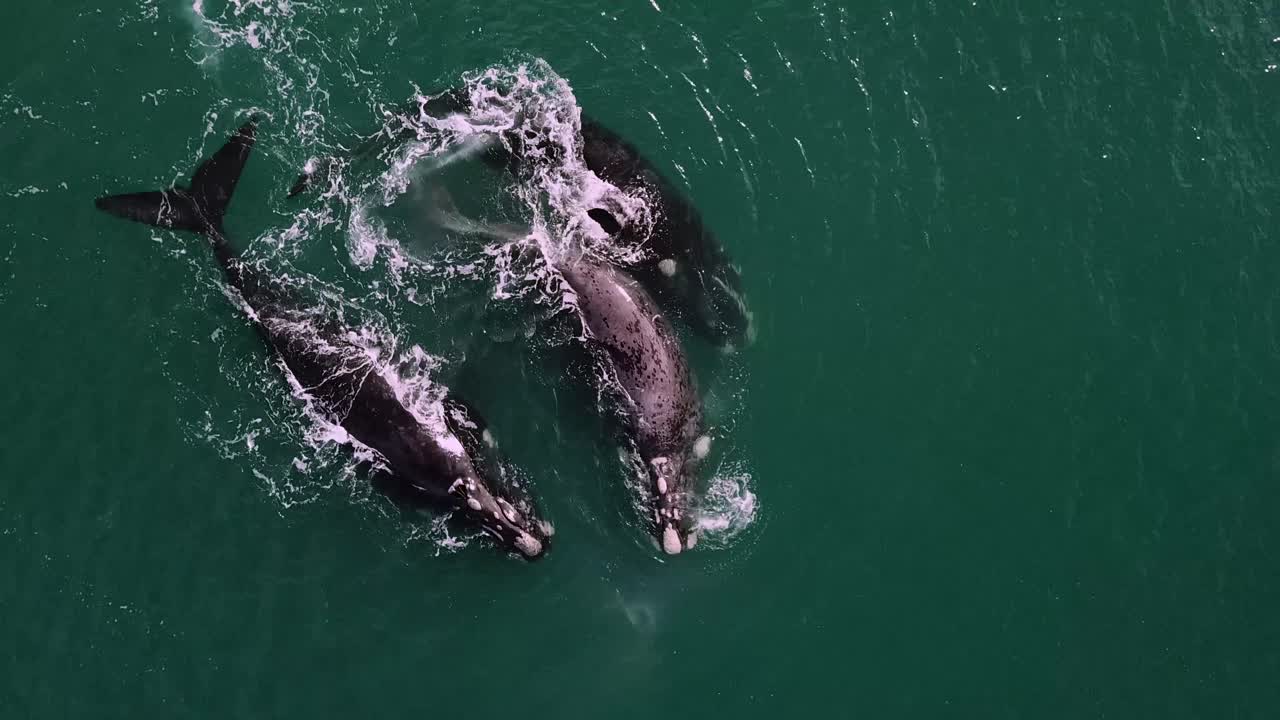 남아프리카 해안의 푸른 물에서 수영하는 혹등고래로도 알려진 남방긴수염고래