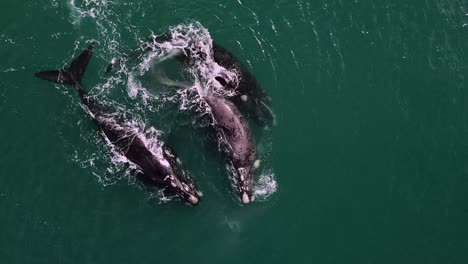 southern right whales also known as humpback whales swimming in green water of the coast of south africa