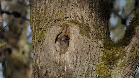 three growing  baby grey starling bird chicks nesting in hollow tree in forest fighting for space hungry waiting and calling for mother to bring food at sunset medium shot