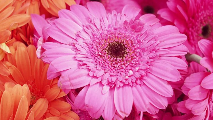 Beautiful Pink Gerbera Flowers