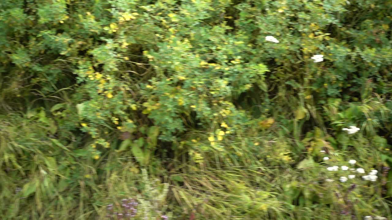 Ripresa di un'erba