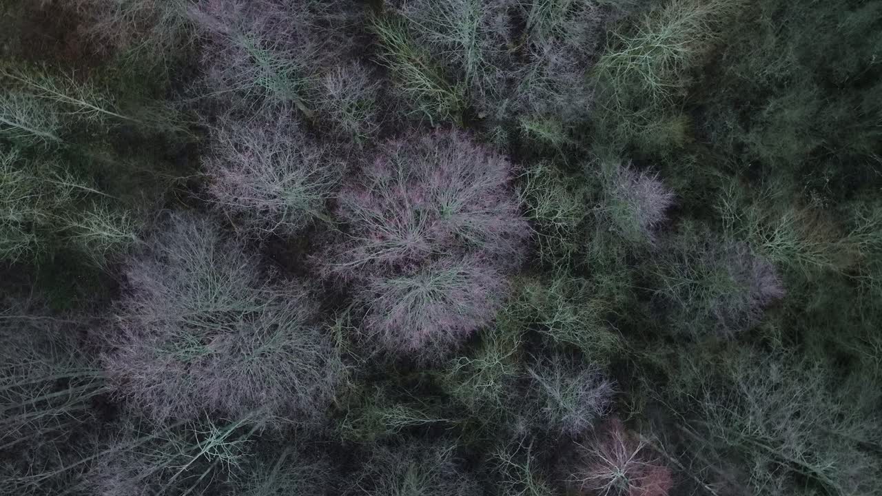 el dron se eleva lentamente, girando suavemente sobre árboles estériles en un bosque ventoso, 4k
