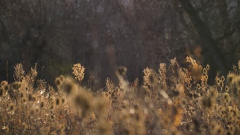 rack focus from thistle plants to dense forest trees in colorado