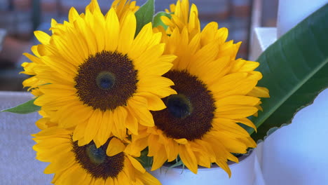 close up of sunflowers in the summer