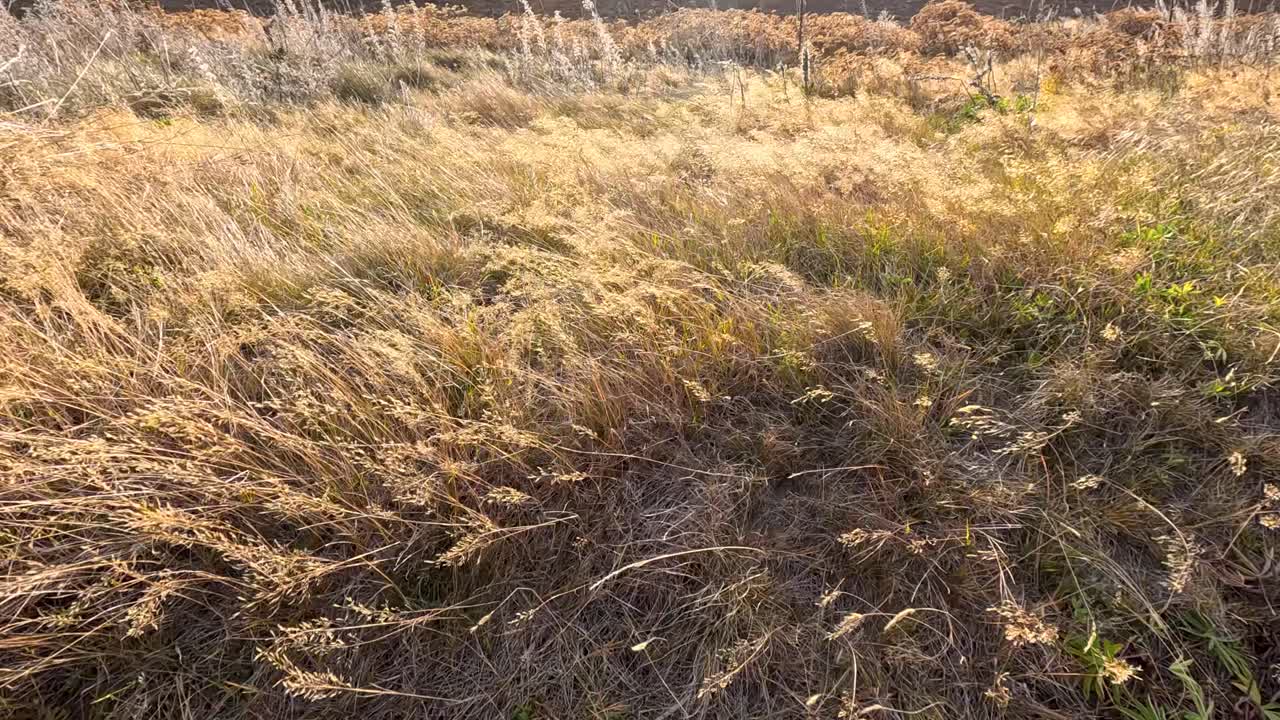 Golden autumn grasses sway vigorously in the wind under warm, natural sunlight. The camera remains steady, capturing the dynamic movement and tranquil landscape