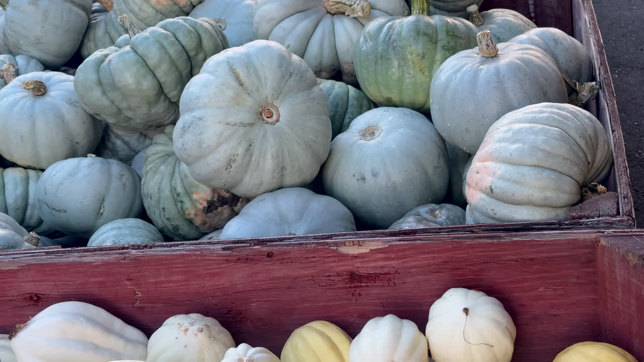 계절의 제품:  호박과 줄무 스시