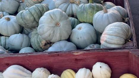 productos de temporada con calabazas blancas y calabazas a rayas