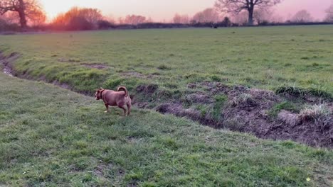 Pequeño-Perro-Marrón-Caminando-Por-El-Campo-Durante-La-Hora-Dorada-Muy-Tarde-En-El-Campo-Inglés