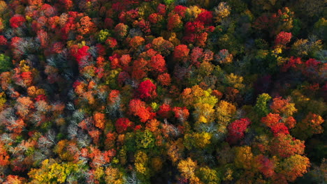 vogelperspectief vanuit de lucht, magische levendige boskleuren in het hoogtepunt van de herfst