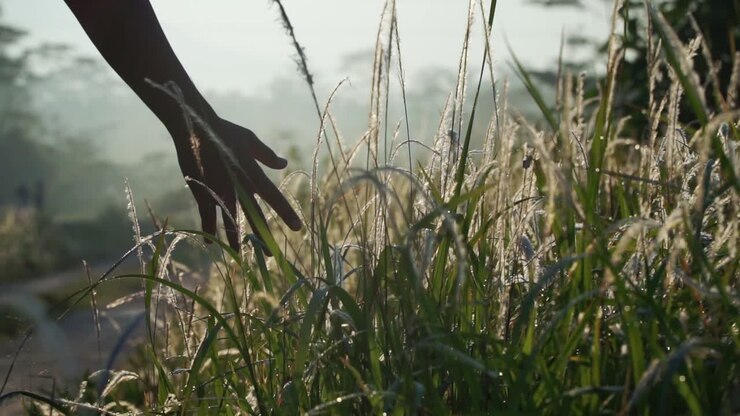 Hand is touching the reeds plant are in the morning