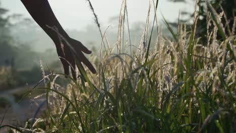 Hand-is-touching-the-reeds-plant-are-in-the-morning