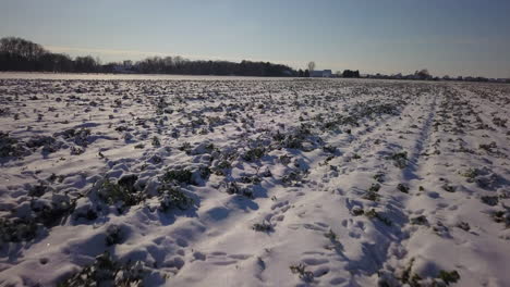 Sich-Vorwärts-Bewegende-Kamera-über-Einem-Schneebedeckten-Feld,-Das-Die-Verlassene-Landschaft-Zeigt