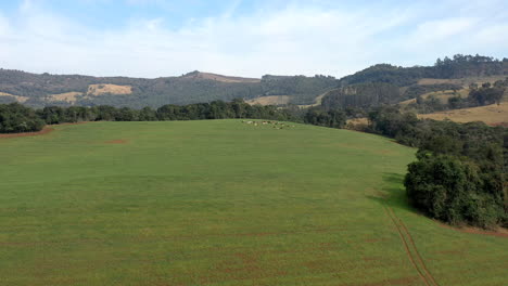 high aerial view of herd of cows grazing on beautiful brazilian pasture