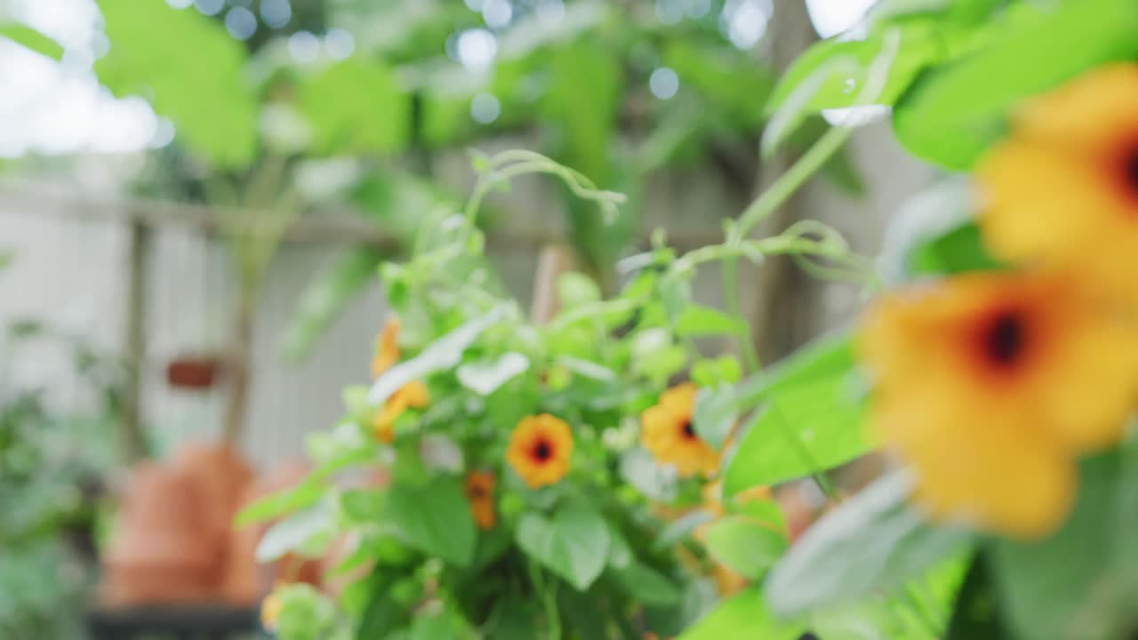Close up of flowers and flowerpots in garden