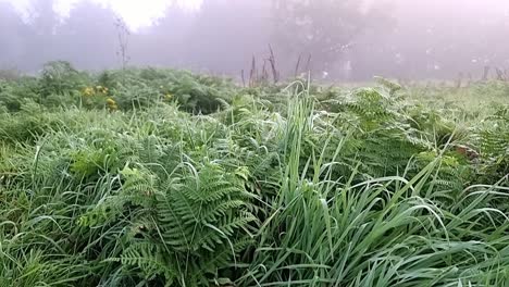 Vibrant-colourful-fern-foliage-with-silhouetted-misty-woodland-trees-in-the-background-at-sunrise