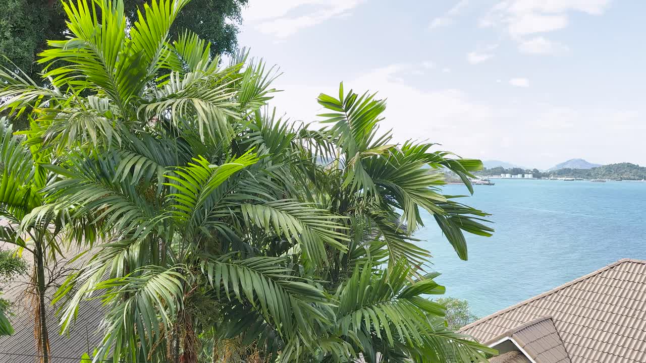 Lush palm trees gently swaying in bright daylight, overlooking tranquil blue sea and rooftops