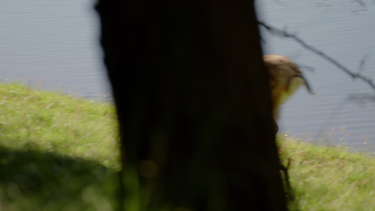 олень, бегущий по реке в нидерландах