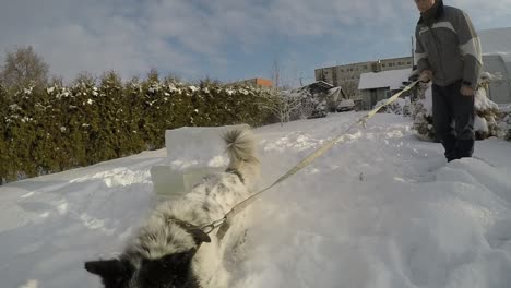 spotted white dog with black around the eye and blown tail