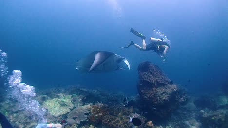 Ein-Taucher-Ist-Mit-Seinem-Felshaken-An-Einem-Korallenbommie-Befestigt-Und-Sieht-Nicht,-Wie-Der-Riesige-Manta-Hinter-Ihm-Aufschwimmt