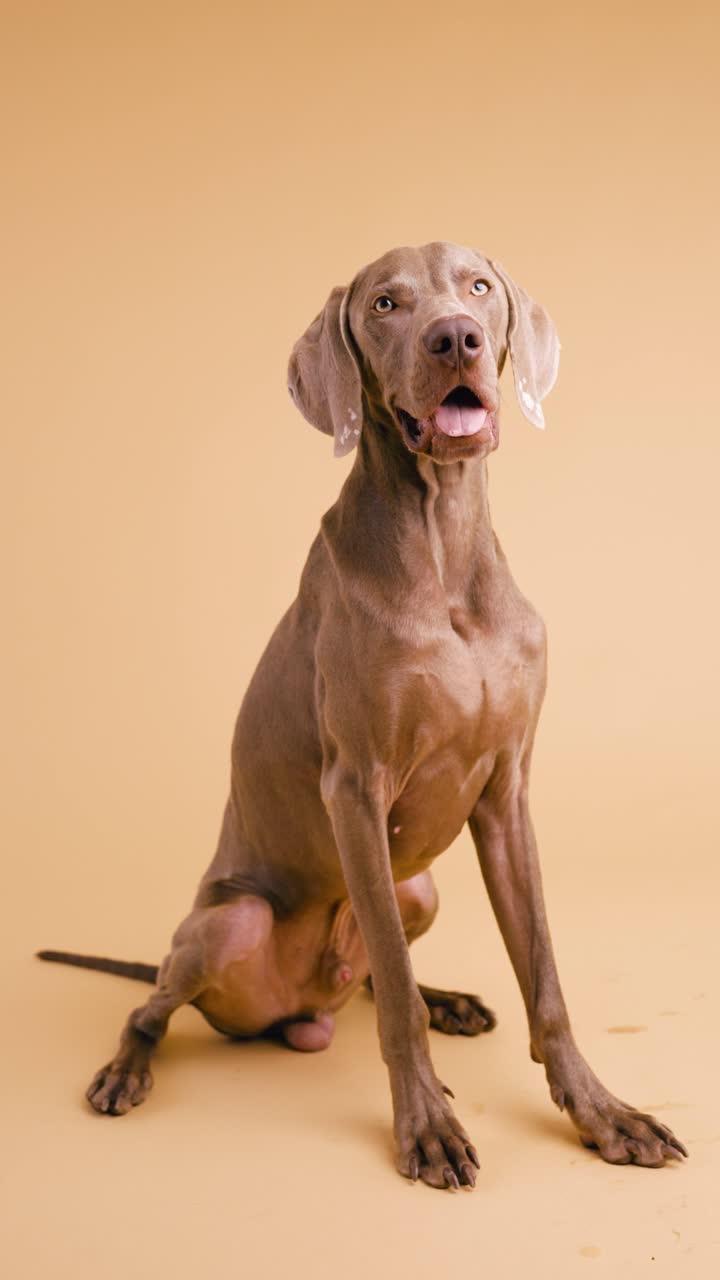 Weimaraner dog sitting