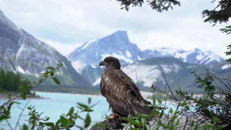 águila calva juvenil de pie en una rama con el parque nacional banff detrás