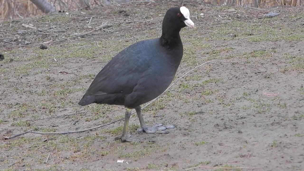 Folaga comune che cammina su una sponda fangosa vicino al lago