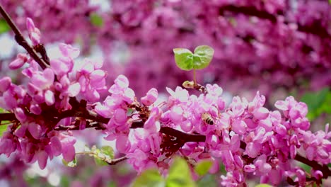 bees that fly on pink flowers in early spring 4k at 30fps