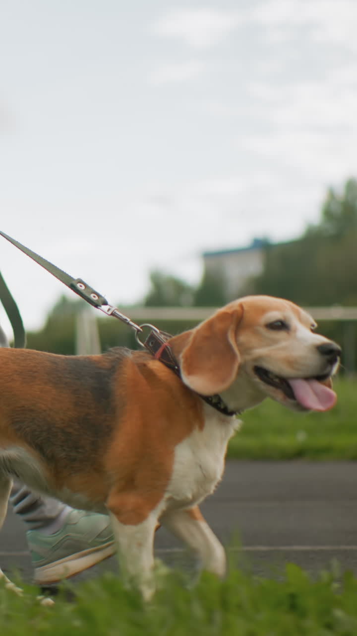 Beagle che annusa l'erba con proprietario caucasico, primo piano di naso e lingua, collare e guinzaglio visibili, annusando curioso lungo un sentiero di periferia, ansimando giocosamente ed esplorando attentamente vicino al parco
