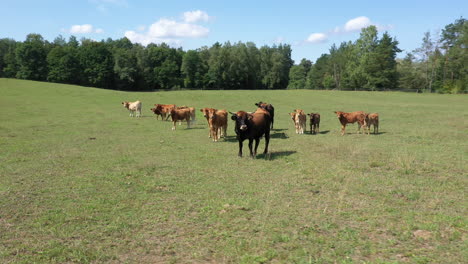 aerial: rotating low altitude drone shot of herd of beautiful brown cows that are standing still and grazing grass on a meadow