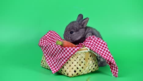 conejo en el fondo de la pantalla verde. animal espiritual y mascota inteligente para la pascua