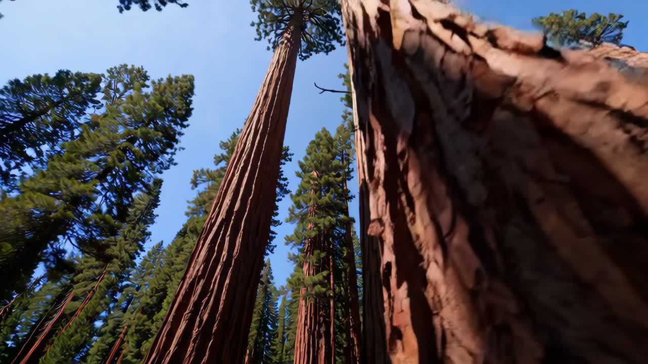 Giant Sequoias in a Redwood Forest