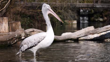 close up: majestic pelican standing in water and cooling during sunny day