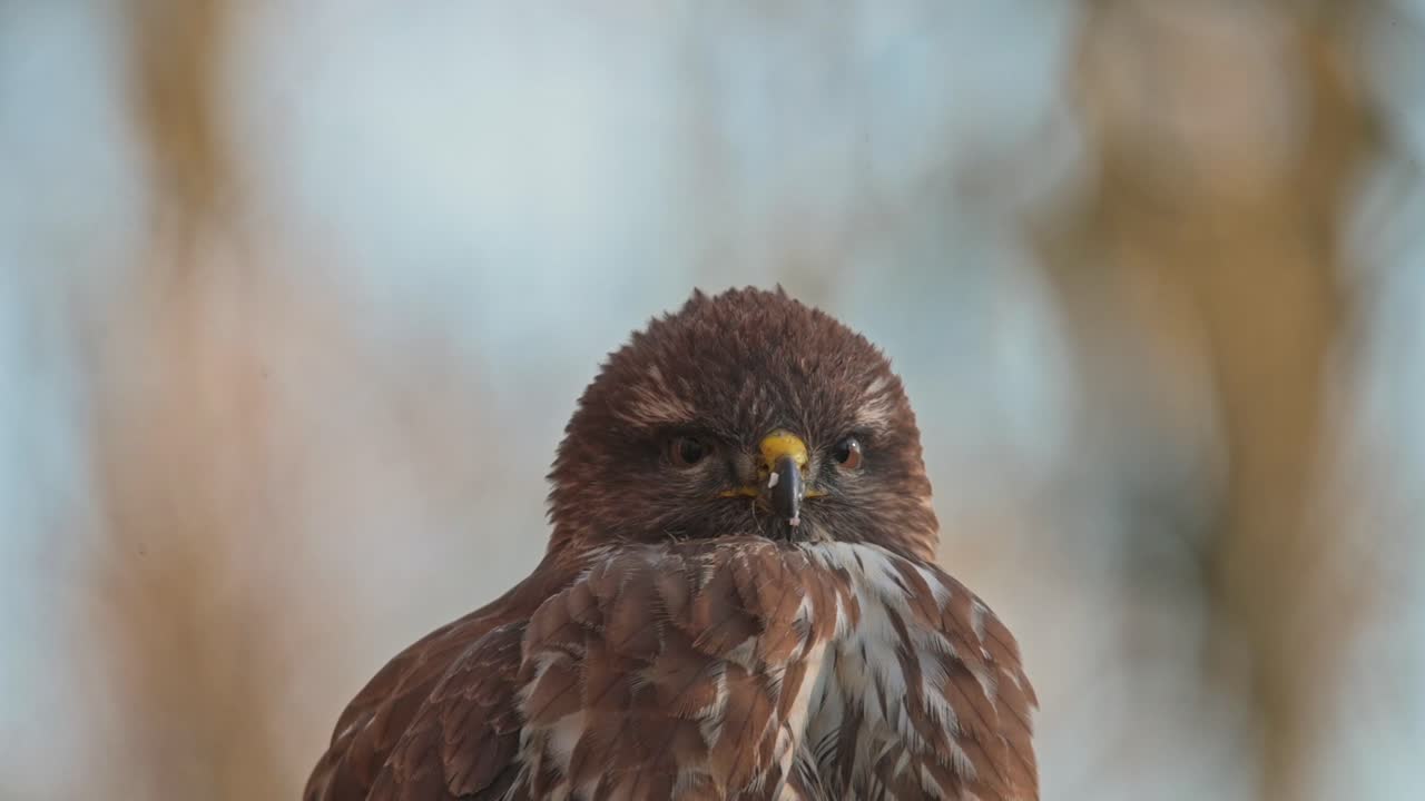Close-up video of a hawk in natural habitat