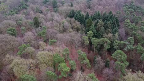 wide shot of a forest from above in autumn