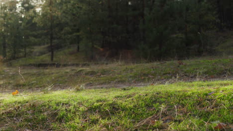 Un-Perro-Corre-Por-Un-Sendero-En-Un-Pintoresco-Bosque-Otoñal.-Hermosa-Iluminación-Antes-Del-Atardecer