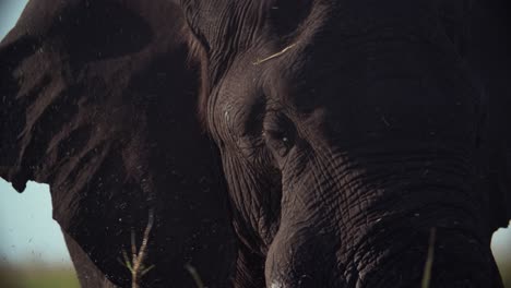 Closeup-of-an-elephant-waving-a-wad-of-grass-through-water