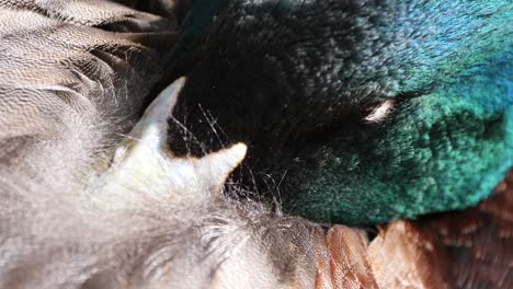 macro close up of sleeping duck during sunny day outdoors in nature